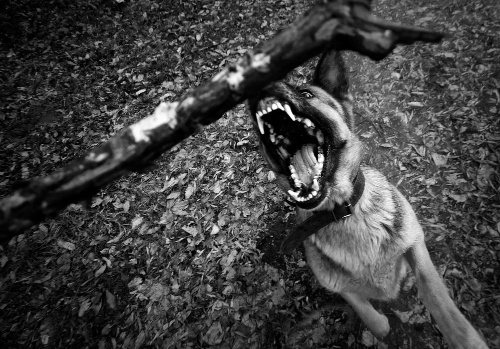 Brookfield Dog Bite Lawyer 1 Dog Bite Lawyer Brookfield, IL